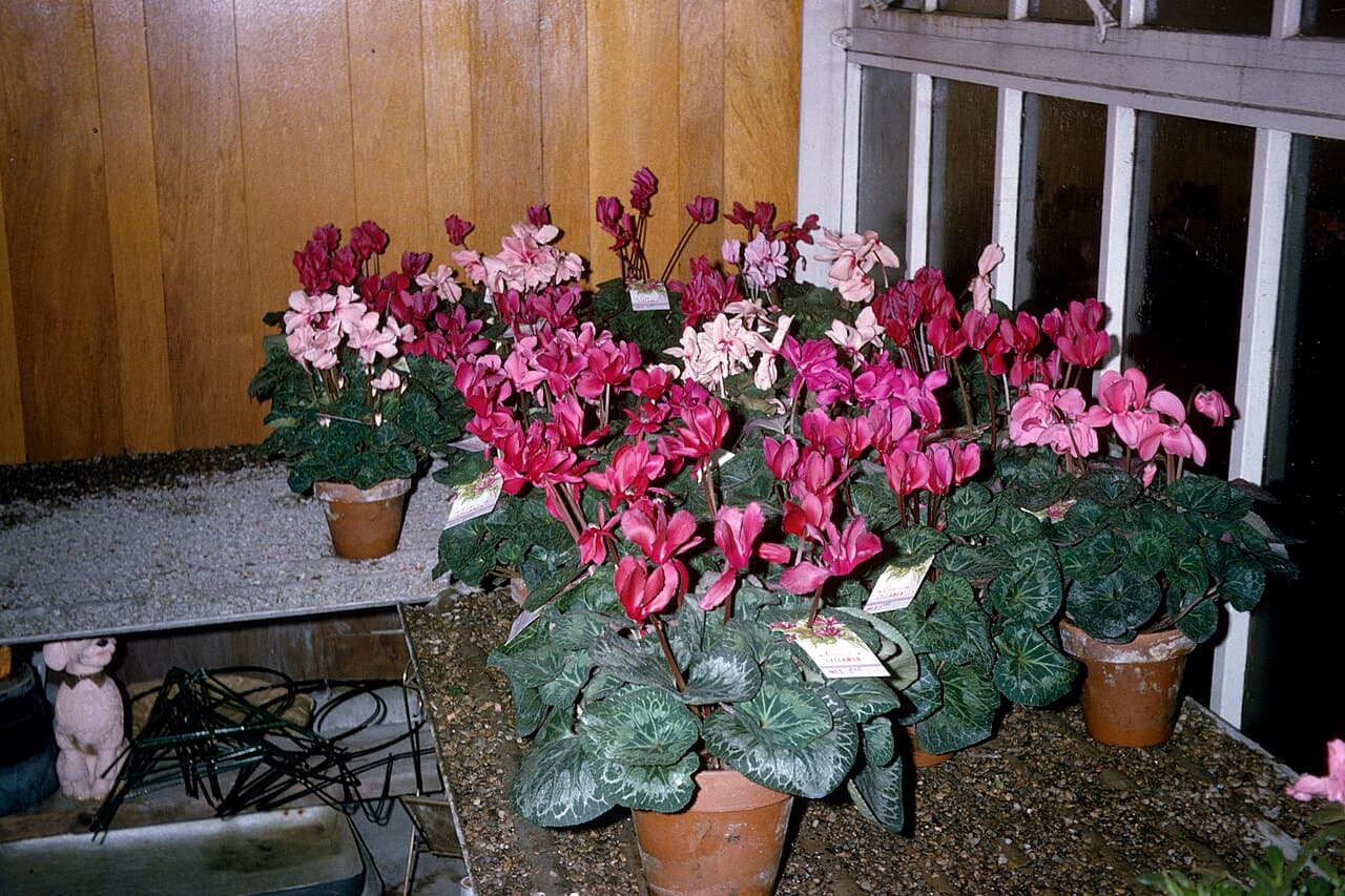 Interior de la floristería